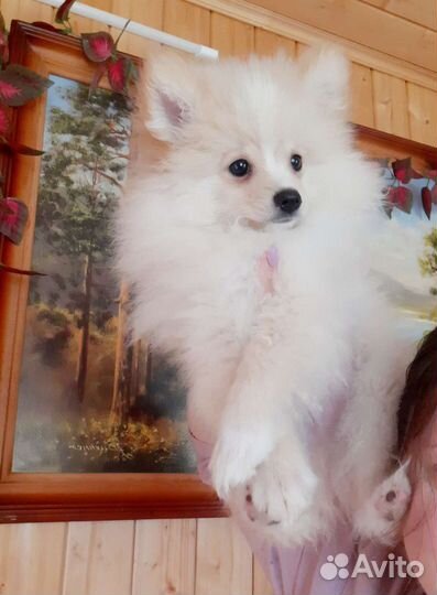 Померанский шпиц