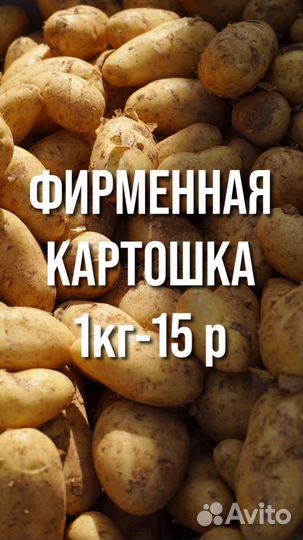 Картофель