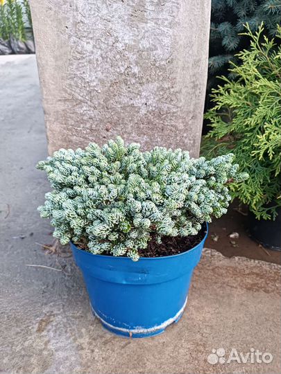 Пихта айсбрекер