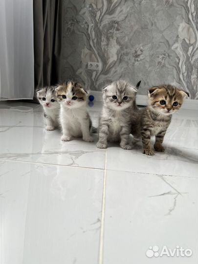 Продаю шотландских вислоухих котят