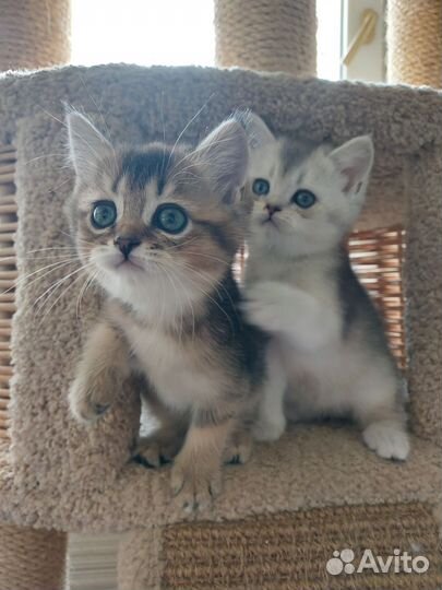 Котята 2месяца