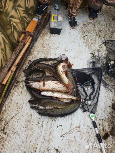 Охота и рыбалка