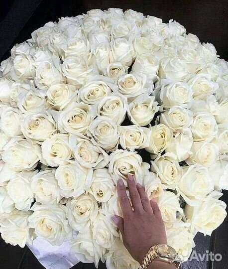 Высокие розы Гигантские розы 110