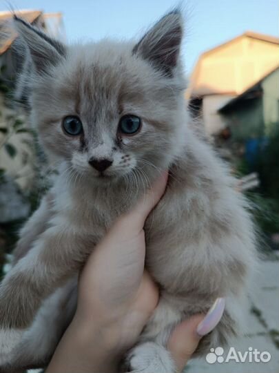 Котята (девочки) в добрые руки бесплатно