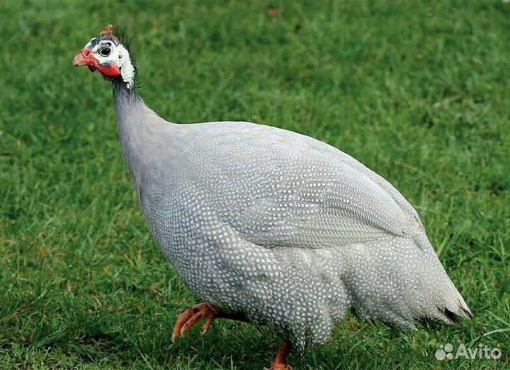 Цесарь (мужик цесарки)