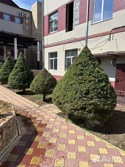 Озеленение комплексное под ключ от питомника Veles