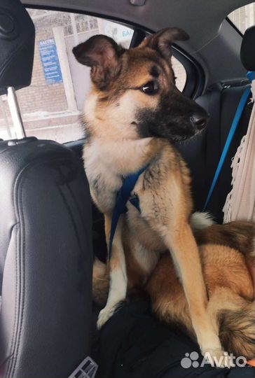 Красивый парень метис лайки Харви ждёт хозяина