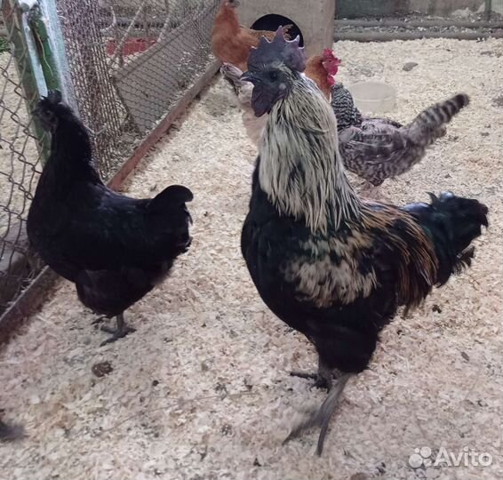 Семья кур породы ухейлюй