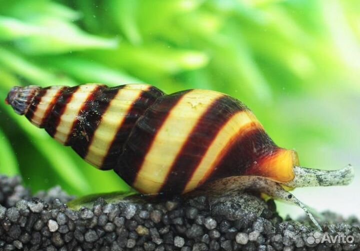 Улитка хелена (Anentome helena)