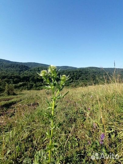 Мёд из разнотравия