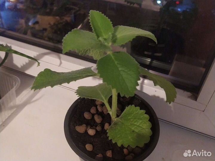 Мята домашняя