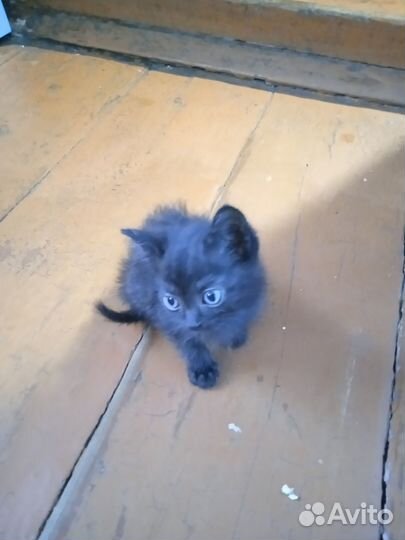 Отдам котят