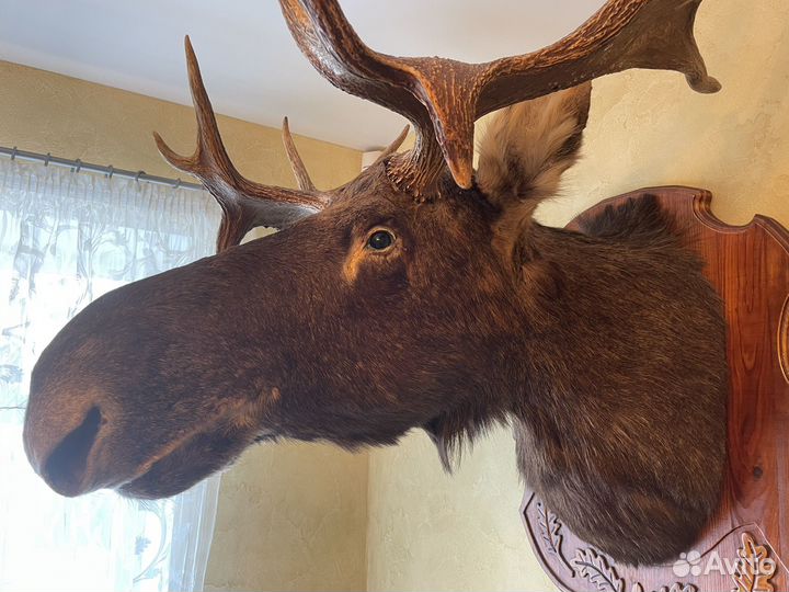 Чучело голова лося
