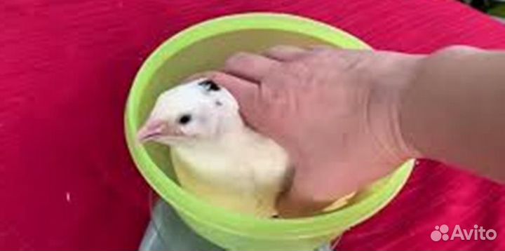 Николаевские перепела, Белый гигант, яйца,перепела