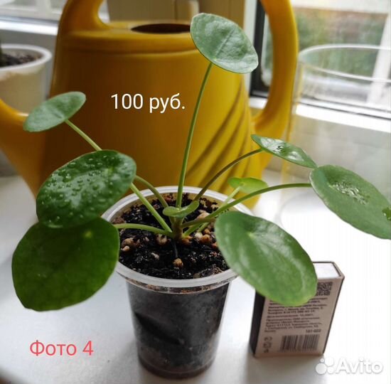 Пилея пеперомиевидная