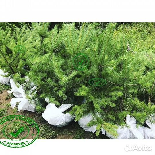 Саженцы Ели Сосны Берёзы