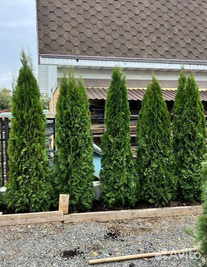 Туя Смарагд