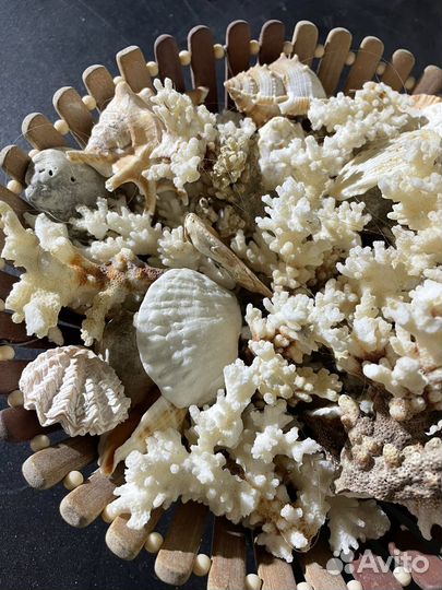 Натуральные ракушки, кораллы