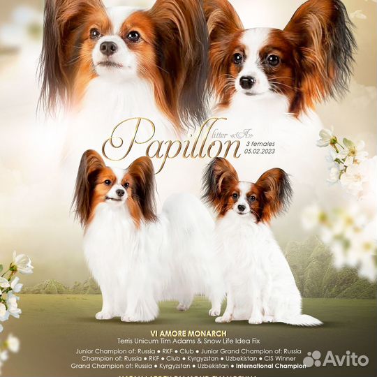 Предлагаются к продаже щенки папийона