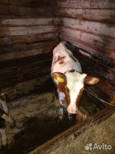 Быки герефорд