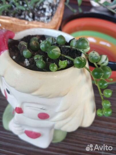 Крестовник в милом горшочке