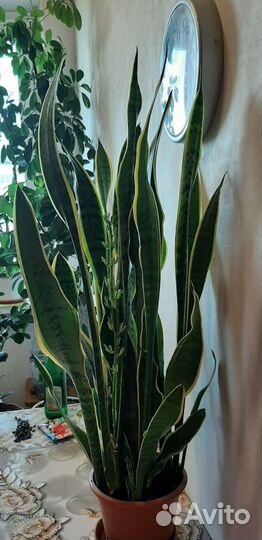 Сансевиерия сортовая