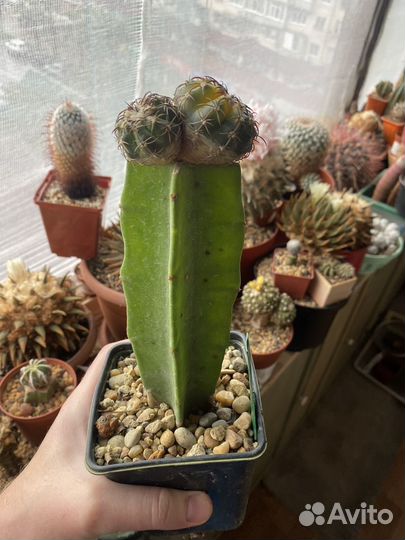 Кактус Discocactus variegata
