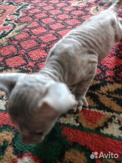 Донской сфинкс велюр котята