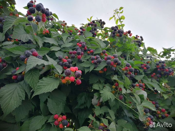 Черная малина ягоды