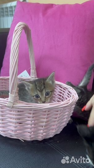 Кошка в дар