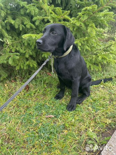 Лабрадор черная девочка