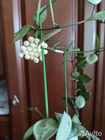 Хойя лакуноза Эскимо Сильвер