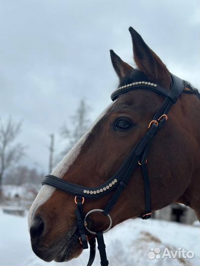 Анатомическое оголовье (уздечка) для лошади