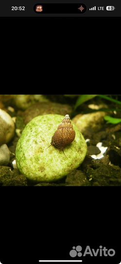 Улитки аквариумные мелании