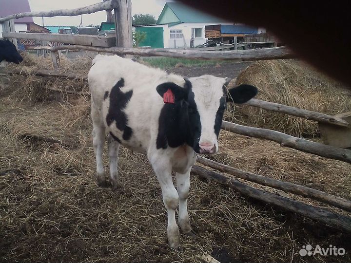 Быки на доращивание