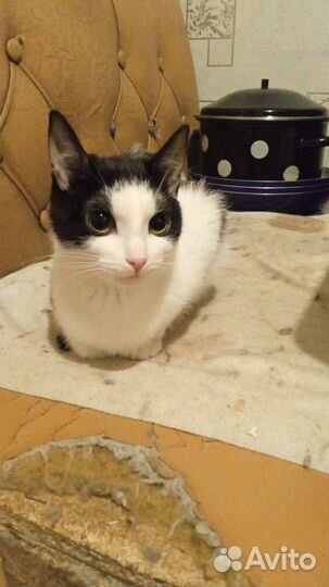 Домашние котята в добрые руки