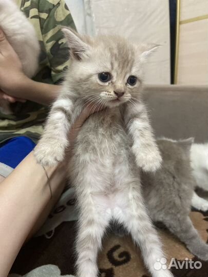 Британские котята