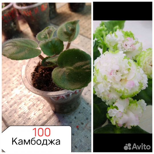 Комнатные растения цветы