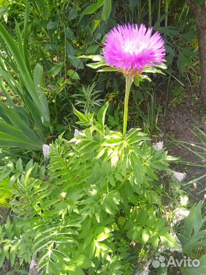 Васильки садовые синие и розовые