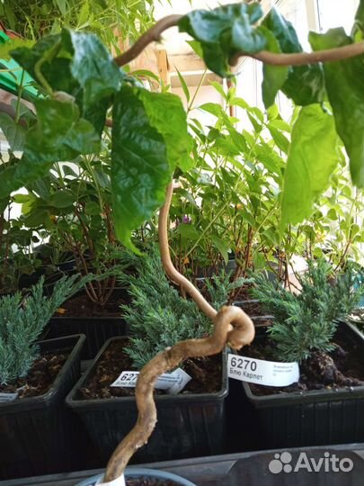 Ива Хакуро Нишики