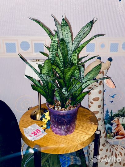 Сансевиерия Марга /sansevieria marga