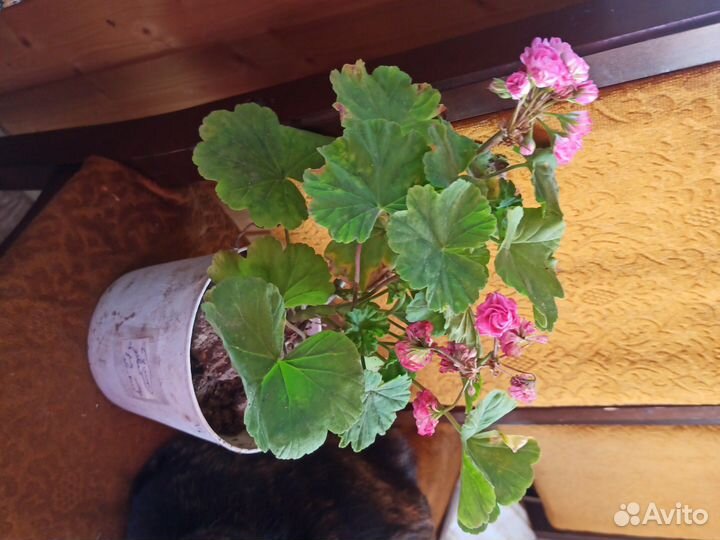 Пеларгония (мини розочки)