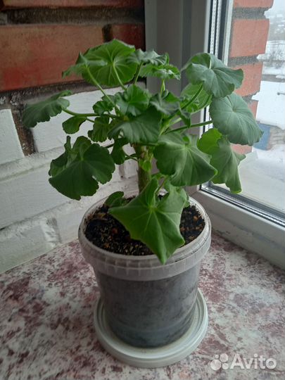 Цветы комнатные