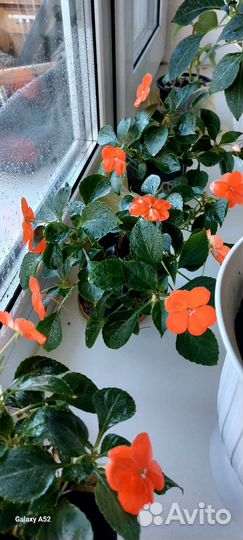 Бальзамин оранжевый,розовый