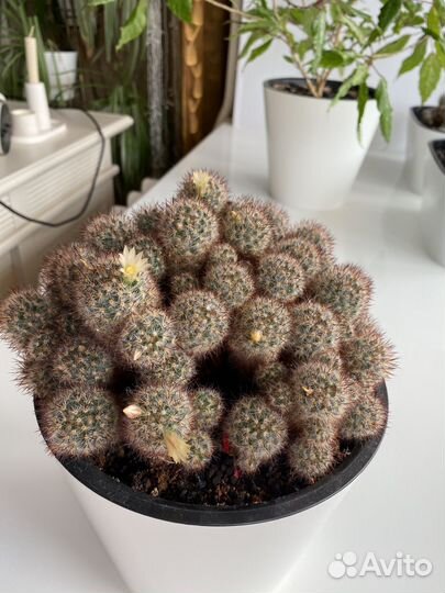 Кактус цветущий