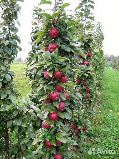 Саженцы колоновидной яблони Джин