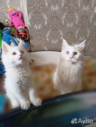 Котята мейн-кун