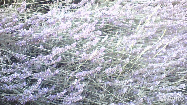 Продам лаванду