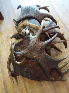 Рога оленя и лося