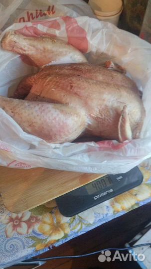 Домашние куры и утки (мясо)
